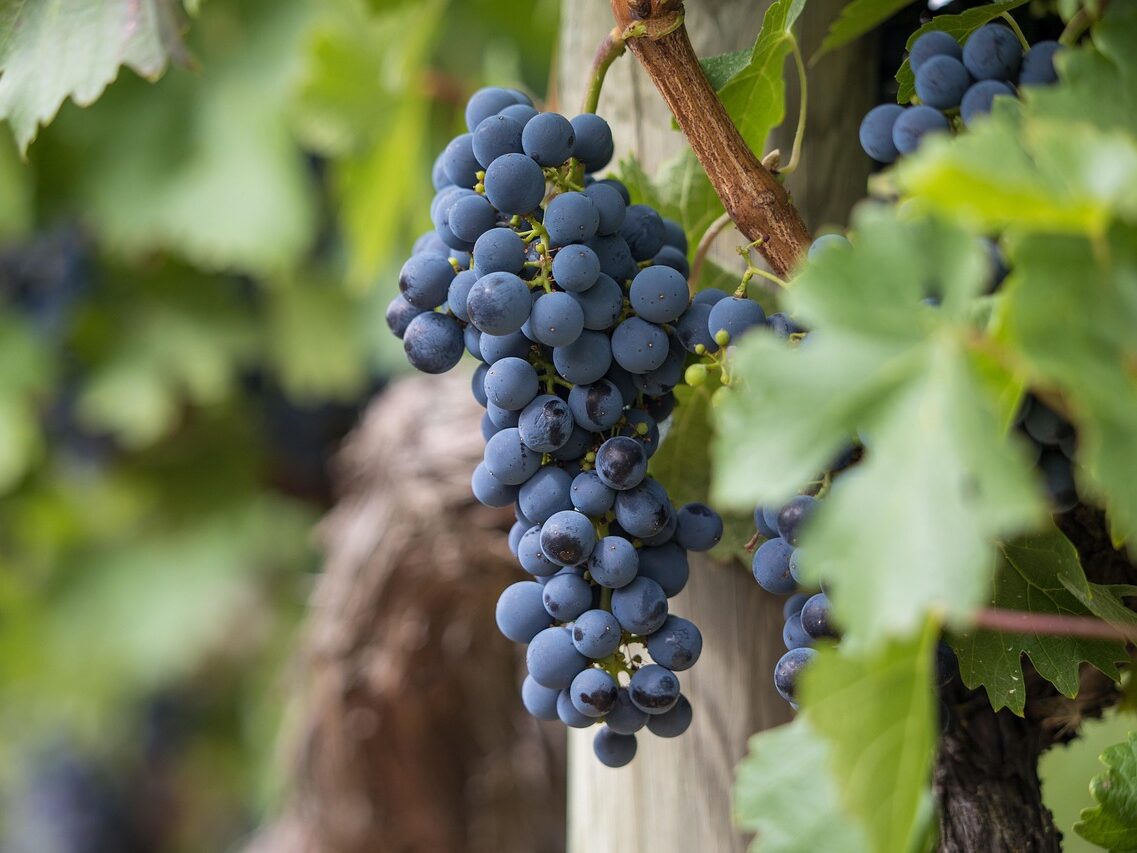 grapes, grapevines, vineyard